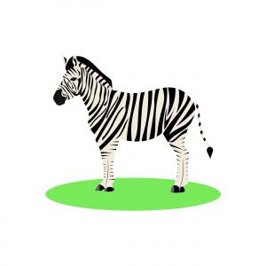 Illustration of white and black animal zebra on white background.
