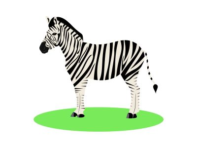 Illustration of white and black animal zebra on white background.