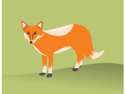 Fox vector illustration cute cartoon with green background.