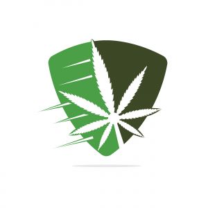  Cannabis leaf vector logo design. Marijuana leaf logo design template vector illustration.